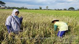 Ubinan Berbasis Kerangka Sampel Area